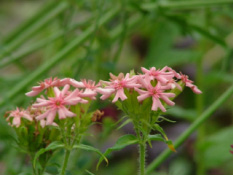 Lychnis chalcedonica 'Carnea' Brandende liefde bestellen